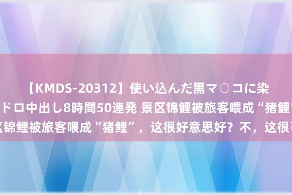 【KMDS-20312】使い込んだ黒マ○コに染み渡る息子の精液ドロドロ中出し8時間50連発 景区锦鲤被旅客喂成“猪鲤”，这很好意思好？不，这很可怕