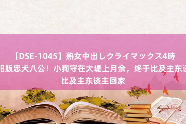 【DSE-1045】熟女中出しクライマックス4時間 4 岳阳版忠犬八公！小狗守在大堤上月余，终于比及主东谈主回家